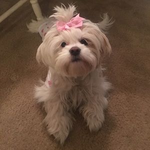 Meet your Posher, Ashley